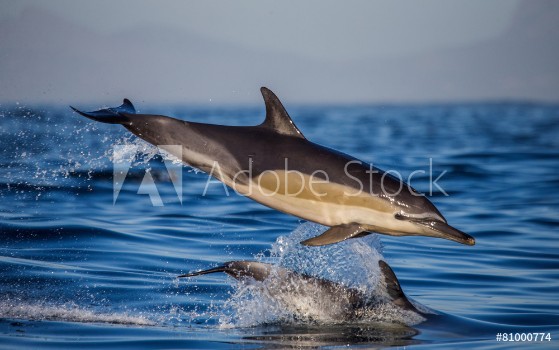 Bild på Two dolphins in flight over water South Africa